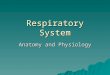 Respiratory System Anatomy and Physiology. Parts of the Respiratory System  Nasal Cavity  Pharynx – common passage of food and air  Larynx – 8 rings
