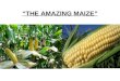 “THE AMAZING MAIZE”.  Seeds Yellow Smooth Seeds (Artificial Selection) PollenEgg wind Zygote