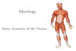 1 Myology Bony Anatomy of the Thorax. 2 Gross Anatomy Osteology of the Thorax