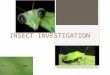 INSECT INVESTIGATION. Your Tasks  As an Insect Investigator, you will complete the following tasks:  1. Choose an insect or arachnid and research it