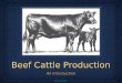 Beef Cattle Production An Introduction cow_calf_pair.gif