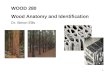 1 WOOD 280 Wood Anatomy and Identification Dr. Simon Ellis