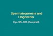 Spermatogenesis and Oogenesis Pgs. 984-985 (Campbell)