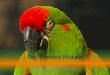 Red-Fronted Macaw Bird: Ara Rubrogenys. Contents Interesting Facts and Figures Page 3 The Ecosystem Page 4 Code of Ethics Page Children’s Story Page Bibliography