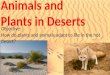 Animals and Plants in Deserts Objective: How do plants and animals adapt to life in the hot desert?
