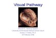 Visual Pathway Med 6573: Nervous System University of Minnesota Medical School Duluth Donna J. Forbes, Ph.D. 29 February 2008