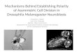 Mechanisms Behind Establishing Polarity of Asymmetric Cell Division in Drosophila Melanogaster Neuroblasts Amanda C. Baker Lab: Ken Prehoda Mentor: Mike