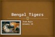 Ivan Byju January 24   The name of my animal is the Bengal Tiger. The Name Of My Animal