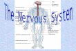 A system that controls all of the activities of the body. The nervous system is made of: The brainThe spinal cord The nervesThe senses