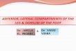 ANTERIOR, LATERAL COMPARTMENTS OF THE LEG & DORSUM OF THE FOOT Dr JAMILA EL MEDANY Dr SAEED VOHRA &