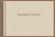 Sarcoptes scabiei. Taxonomic classification Class Arachnida Sarcoptes scabiei (sarcoptic mange mite, itch mite)