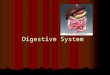Digestive System. Function – to break food down into simpler molecules that can be absorbed & used by cells Function – to break food down into simpler