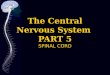 The Central Nervous System PART 5 SPINAL CORD. CNS