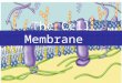 2007-2008 The Cell Membrane What does the cell membrane do? Separates living cell from aqueous environment Controls traffic in & out of the cell –allows