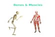 Bones & Muscles. How many bones does the human skeleton contain?
