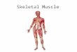 Skeletal Muscle Functions 1. Movement - contract (get shorter)  bones function as levers 2. Heat production through catabolism (  homeostasis) 3. Posture