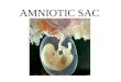 AMNIOTIC SAC. A thin membrane that completely surrounds the embryo and contains a protective fluid. It function is to protect the “baby”