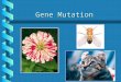 Gene Mutation. Classification of Mutations Can Be Made at the: DNA levelDNA level Protein levelProtein level Cellular levelCellular level Organismal levelOrganismal
