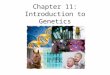 Chapter 11: Introduction to Genetics. 11-1: The Work of Gregor Mendel heredity: set of characteristics an organism receives from its parents genetics: