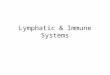 Lymphatic & Immune Systems. Lymphatic pathways & capillaries
