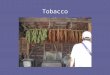 Tobacco. Virginia Standard of Learning VS.4 The student will demonstrate knowledge of life in the Virginia Colony by a)Explaining the importance of agriculture