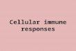 Cellular immune responses. T Cell Subsets CD8/CTL CD4/T H cells 1) T H 1 - inflammatory response 2) T H 2 - anti-inflammatory, B cell response 3) T reg