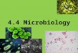 4.4 Microbiology. Classifying Bacteria - shape According to shape Coccus -plural Cocci Bacillus -plural Bacilli Spirillum â€“ plural Spirilli