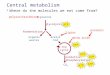 Central metabolism glucose oxidative phosphorylation TCA cycle glycolysis fermentation organic wastes CO 2 ATP acetyl CoA polysaccharides lipids amino