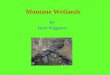 Montane Wetlands By Jacob Wigginton. What is a montane wetland? Montane means of mountains High altitude pulustrine wetlands with emergent vegetation