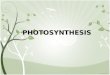PHOTOSYNTHESIS. I. Autotrophs and Heterotrophs SUN A. Energy for living things comes from the SUN B. Plants and other organisms use light energy from