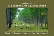 Module #1 A Snapshot of Silvopasture Pine Silvopasture in the Southeast