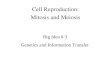 Cell Reproduction: Mitosis and Meiosis Big Idea # 3 Genetics and Information Transfer