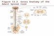Figure 13.2 Gross Anatomy of the Adult Spinal Cord