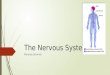 The Nervous System Miranda Schmidt. What is the nervous system?  The network of nerve cells and fibers that transmits nerve impulses between parts of