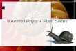 9 Animal Phyla + Plant Slides. Invertebrates 2 copyright cmassengale