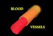 CELLULAR BIOLOGY OF BLOOD VESSELS The biology of the vascular wall is essential to understanding the pathophysiology of atherosclerosis, vasospasm, and