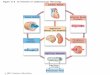 © 2012 Pearson Education, Inc. Figure 21-8 An Overview of Cardiovascular Physiology Cardiac Output Venous Return Regulation (Neural and Hormonal) Venous