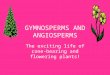 GYMNOSPERMS AND ANGIOSPERMS The exciting life of cone-bearing and flowering plants!
