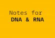 Notes for DNA & RNA. DNARNA Double stranded Single stranded Uses the base T Uses the base U Sugar is deoxyribose Sugar is ribose