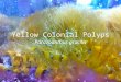 Yellow Colonial Polyps Parazoanthus gracilis. What is a Yellow Colonial Polyp? Anemone In the wild, these polyps can be found in the tropical Western