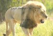 Lion Report by Drew Of a lion. Introduction What can weigh up to 500 pounds and, the king of beast. It is a lion, a lion can weigh up to 500 pounds and