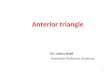 Anterior triangle Dr. Lubna Nazli Associate Professor Anatomy 1
