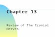 Chapter 13 Review of The Cranial Nerves. Cranial Nerve I: Olfactory Passes through the cribriform plate of the ethmoid bone Fibers run through the olfactory