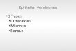 Epithelial Membranes 3 Types Cutaneous Mucous Serous