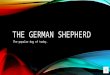 THE GERMAN SHEPHERD The popular dog of today. THE GERMAN SHEPHERD IS A WELL KNOWN GUARD/HEARDING DOG