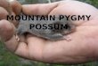 By Reed Cathcart 7B. The Mountain Pygmy-Possum is the only Australian mammal that needs winter snow to survive. Unfortunately, snow sports and snow activities