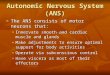 Autonomic Nervous System (ANS) n The ANS consists of motor neurons that: n Innervate smooth and cardiac muscle and glands n Make adjustments to ensure