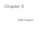 Chapter 5 DNA Repair. TABLE 5-2: Inherited Syndromes with Defects in DNA Repair NAME PHENOTYPE ENZYME OR PROCESS AFFECTED HNPCC colon cancer mismatch