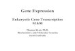 Gene Expression Eukaryotic Gene Transcription 9/18/08 Thomas Ryan, Ph.D. Biochemistry and Molecular Genetics tryan@uab.edu