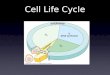 Cell Life Cycle. Cells have two major periods Interphase Cell grows Cell carries on metabolic processes Cell replicates DNA Cell division Cell replicates
